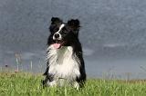 BORDER COLLIE 715